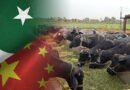 Seminar Held On Prevention Of Dairy Buffalo Diseases In Pakistan