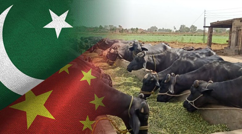 Seminar Held On Prevention Of Dairy Buffalo Diseases In Pakistan