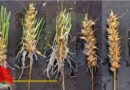 To Address Pre-Harvest sprouting, Chinese Scientists Believe To use Genetics