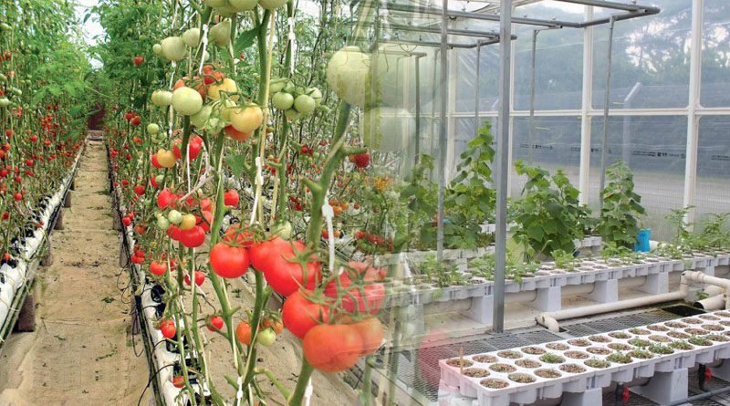 Aquaponics Management System Develops For Farmers To Manage Farms