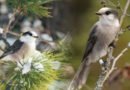 Biodiversity Protects Bird Species In Changing Climate: Study