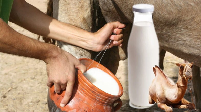 Camel Milk vs Human Milk: A Scientific Perspective
