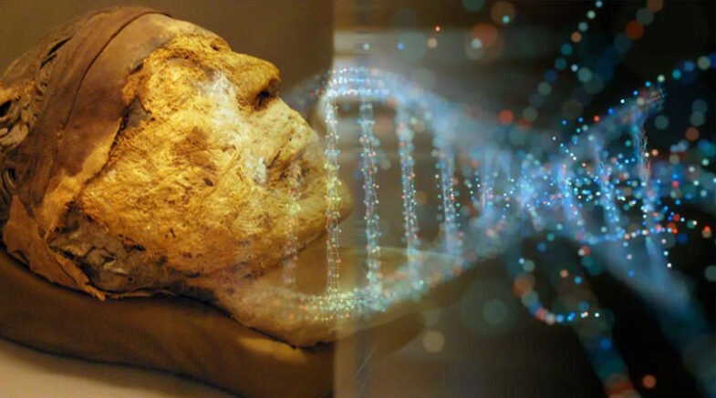 Does Ancient Egyptian mummies not have any DNA left?