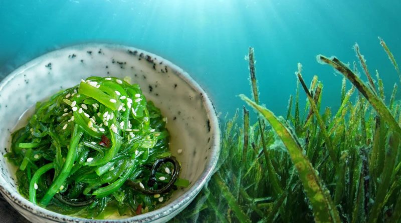 Expanding Seaweed Farming Can Address Planet’s Food Security