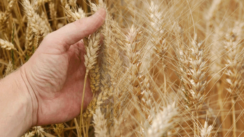 Experts Advice Wheat Crops Care Guidelines To Farmers