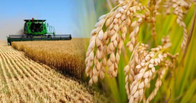 Federal Govt Setup A Committee To Improve Crop Production