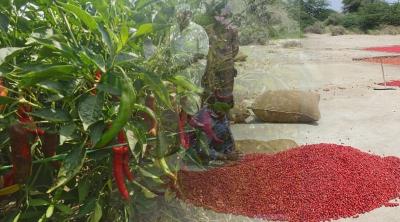 Major Problems faced by chili growers in Pakistan