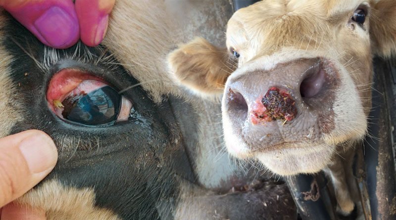 Need To Raise Awareness About Contagious Livestock Bacterial Infection