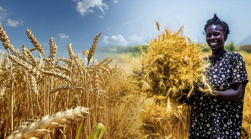 Nigeria Wheat Farmers Assure To Cultivate Over 350,000 Hectares 