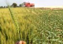 Better Input Situation Expects To Boost Crop Production In Rabi Season
