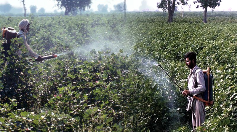 Excessive Use Of Pesticides Poses Serious Risks To Human Health