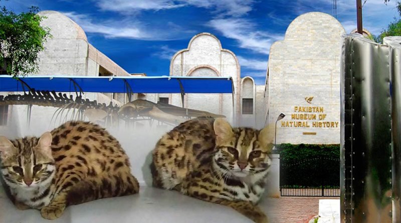 PMNH Adds Endangered Elusive Leopard Cat To Its Collection
