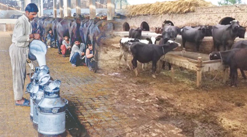 Dairy Industry In Pakistan, A Major Contributor To National Economy