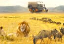 Tanzania, the Pinnacle of East African Safari