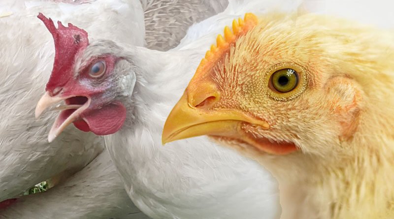 Threat of Infectious Bronchitis Virus To The Poultry Industry Globally