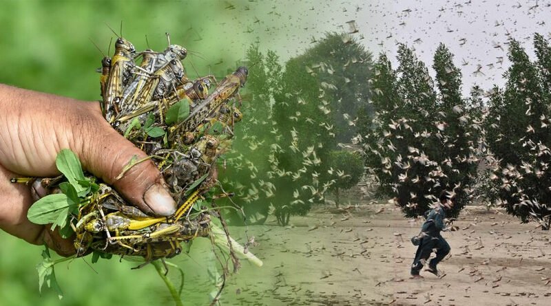 CN-PAK Joint Efforts Control Spread Of Locust Plague In Pakistan