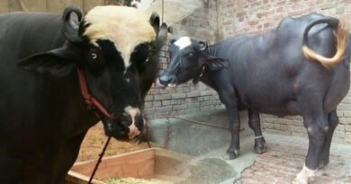 Chinese Company Successfully Preserves Breed Of Pakistani Buffalo