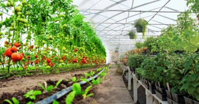 Horticultural Crops' Cultivation To Boost Farmers' Earnings Chairman PBF