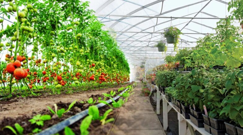 Horticultural Crops' Cultivation To Boost Farmers' Earnings Chairman PBF