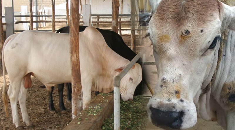 Livestock Sector Needs To Improve Animal Disease Surveillance System