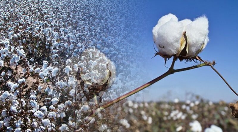 Off Season Cotton Management Campaign Crucial To Get Better Yield