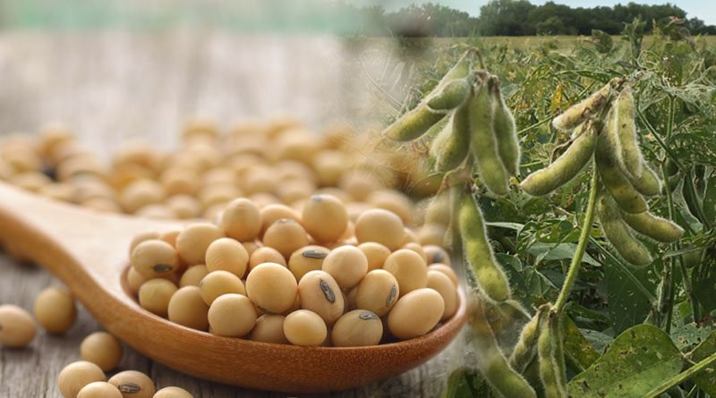 UAF Demonstrating New Soybean Varieties To Help Farmers