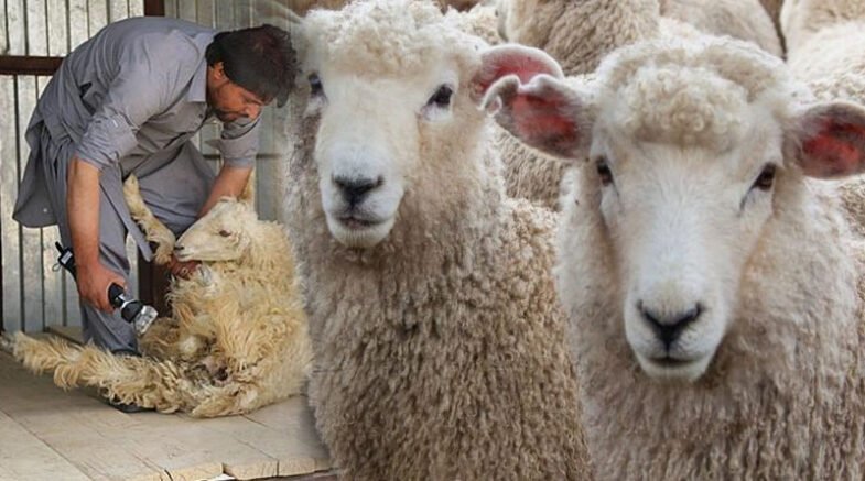 UVAS Held Training On Wool Marketing, Cutting & Breeding Of Wool