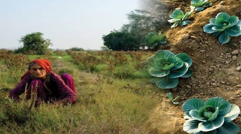 The Potential For Organic Farming In Pakistan Is Exceptional