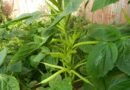 Guar Plant: A Drought Resistant and Multifunctional Crop