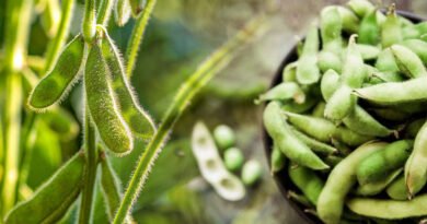 Species Of Legume Family: A Big Source Of Protein