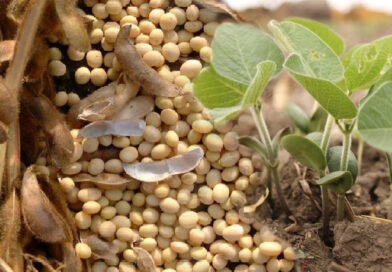Soybean Economically The Most Important Bean In World