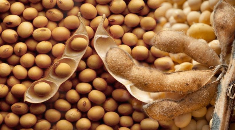 Exploring The Nutritional Value And Health Benefits of Soybeans