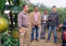 CN, PK Scientists Join Hands To Enhance Pakistan's Citrus Fruits Quality