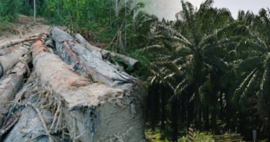 Forest Area Earmarks For Palm Oil And Timber Plantations In Malaysia