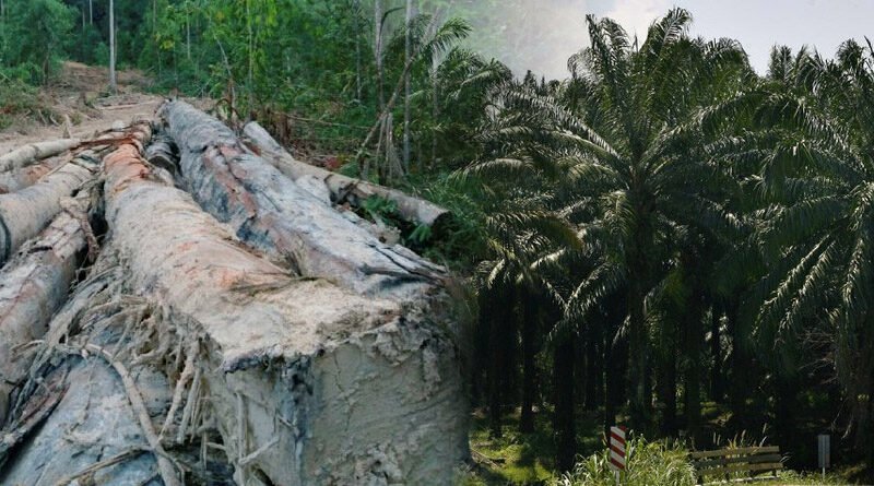 Forest Area Earmarks For Palm Oil And Timber Plantations In Malaysia