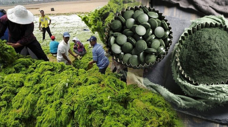 Malaysia To Host Largest Mass Microalgae Biomass Production Facility