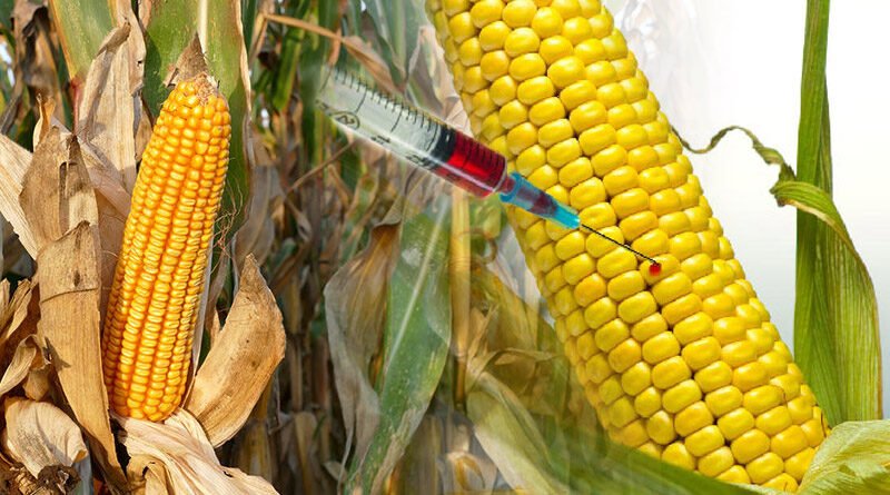 Mexico Claims Of US Lying About Science Of GM Corn Restrictions