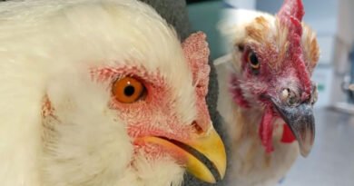 Mycoplasma Bacteria Known To Cause Respiratory Diseases In Chickens