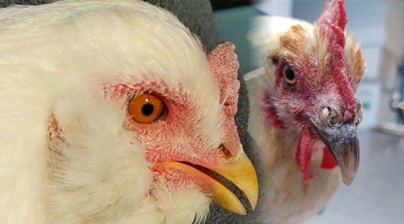 Mycoplasma Bacteria Known To Cause Respiratory Diseases In Chickens