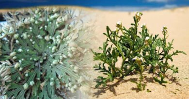 Network Of Genes Gives Resurrection Plants A Power To Survive Drought