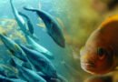 Oxytocin Hormone Regulates Ability Of Fish To Sense Another’s Fear