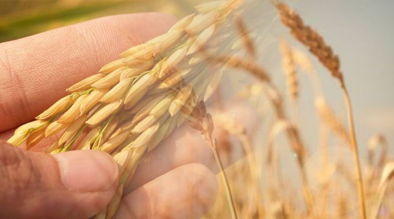 Pakistan, China To Establish Wheat Research Lab Together