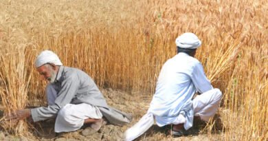 Pakistan's Wheat Production Target To Exceed By 1.7M Tons