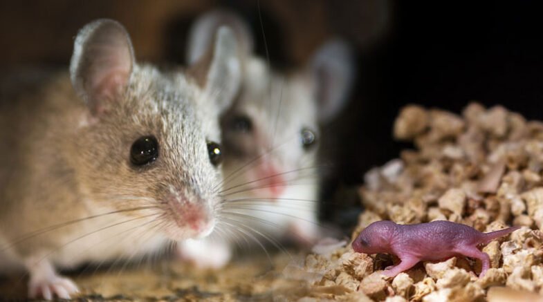 Researchers Create Mice With Two Male Biological Parents