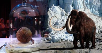 Creation Of Mammoth Meatball Aims To Promote Cultured Meat