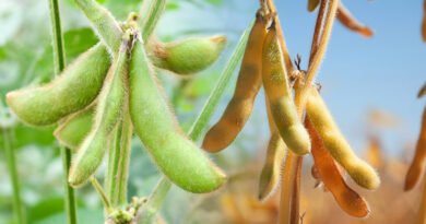 Soybeans, one of most widely cultivated crops use in various forms