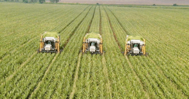 Using Genetic Diversity Pakistan Can Boost Rice Production Manifold: IRRI