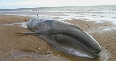 Giant Blue Whale Found Dead Near Balochistan Coast In Jiwani Waters