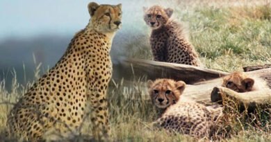 African Cheetah Populations In Danger As India Imports More Animals