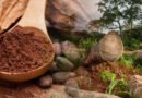 Cocoa Powder Linked To Deforestation In Africa: Study reveals